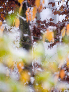 Europa, Deutschland, Hessen, Naturpark Lahn-Dill-Bergland, Winterstimmung mit Schnee, Raureif und Nebel im Schelderwald bei Siegbach Europa, Deutschland, Hessen, Naturpark Lahn-Dill-Bergland, Winterstimmung mit Schnee, Raureif und Nebel im Schelderwald bei Siegbach